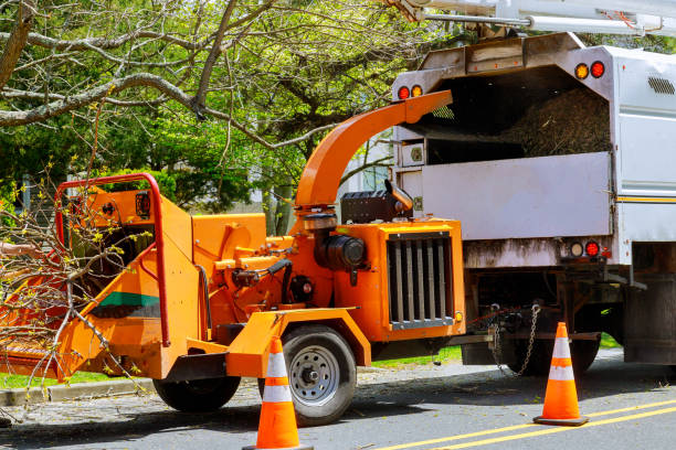 Best Commercial Tree Services  in North Alamo, TX